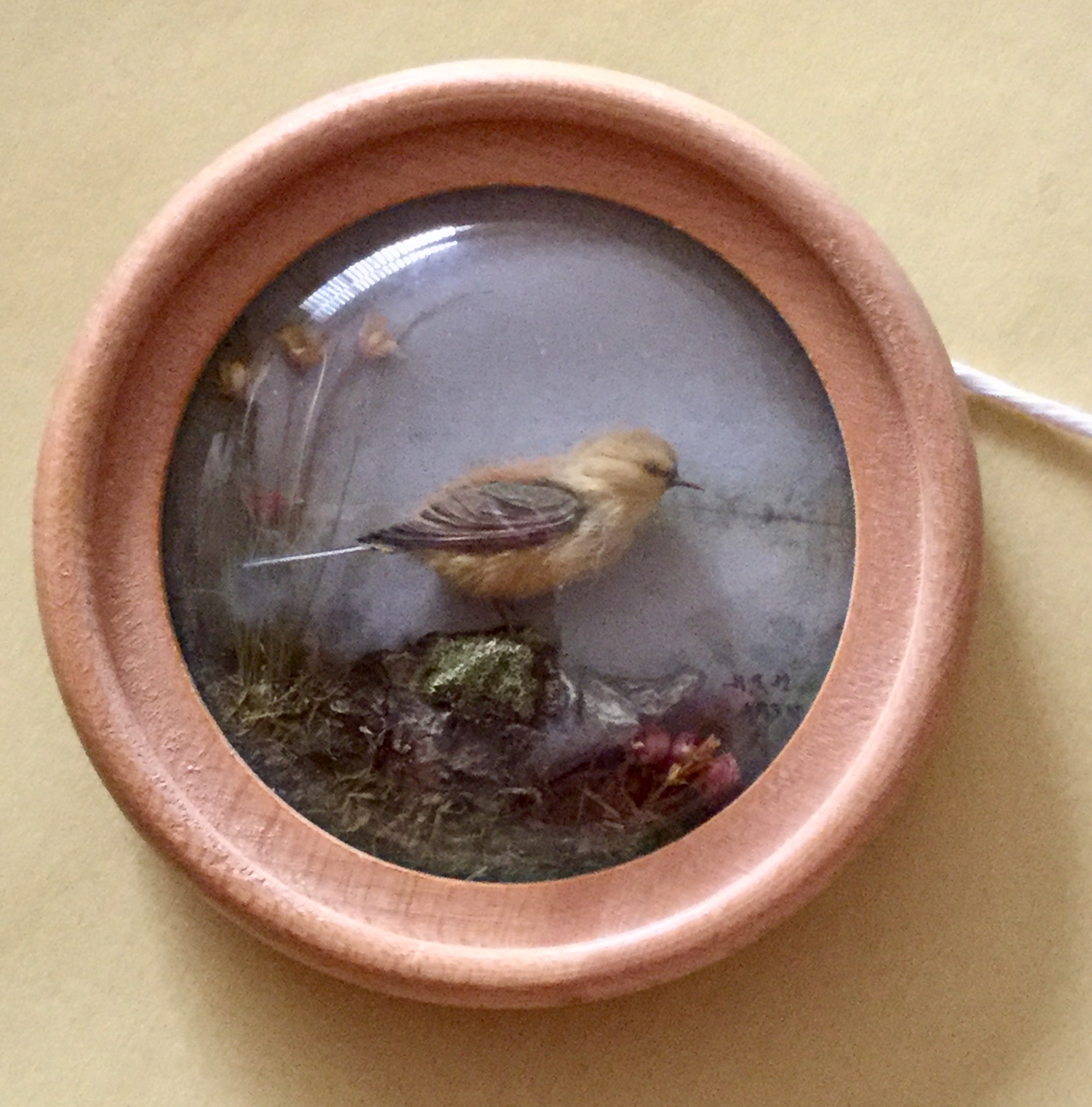 Yellow Wagtail